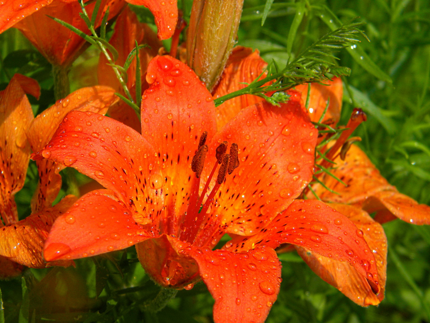 Изображение особи Lilium pensylvanicum.