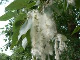 Populus balsamifera. Ветвь с соплодиями со вскрывшимися зрелыми плодами. Хабаровский край, г. Хабаровск, Ульяновская 60. 18.06.2007.