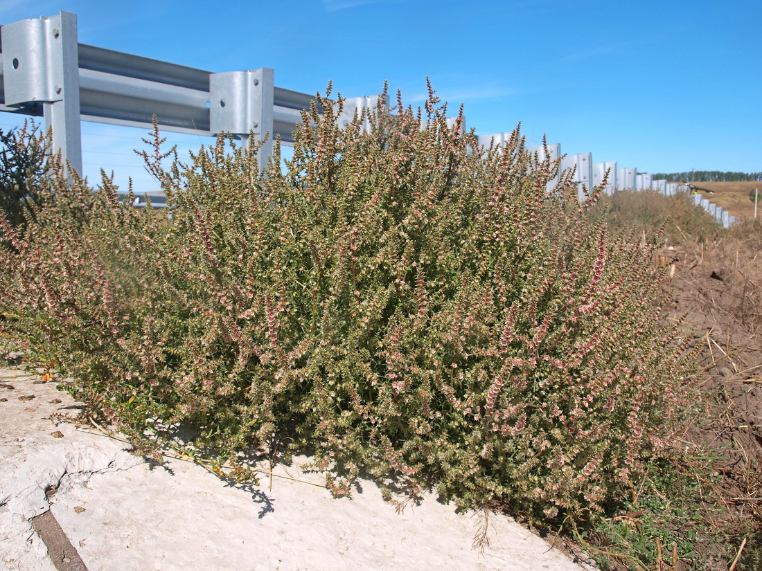 Image of Salsola tragus specimen.