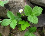 Fragaria vesca