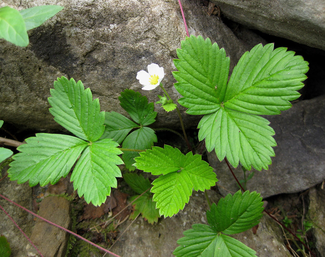 Изображение особи Fragaria vesca.