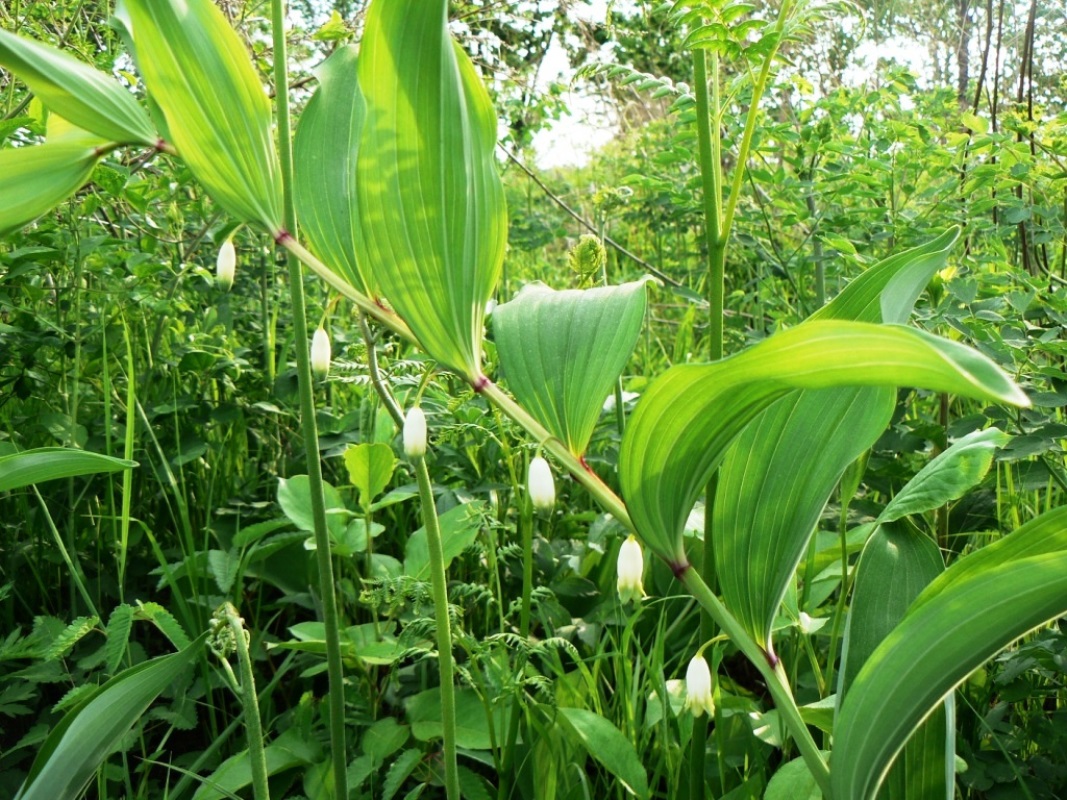 Image of Polygonatum odoratum specimen.