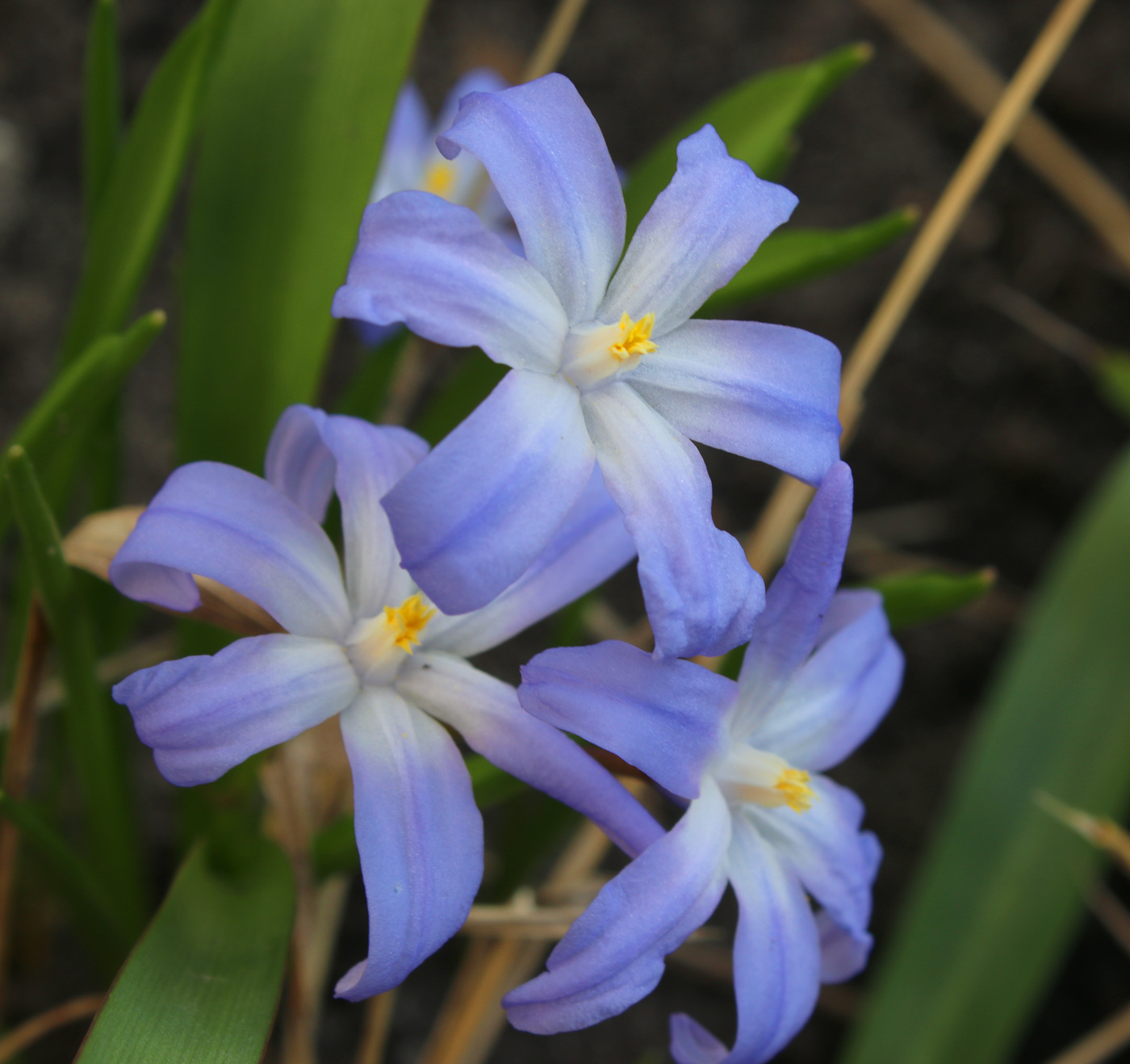 Image of Chionodoxa luciliae specimen.