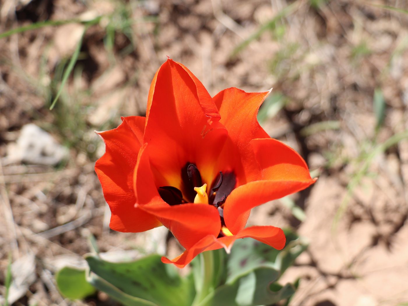 Изображение особи Tulipa greigii.