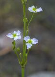 Alisma plantago-aquatica. Часть соцветия. Мурманская обл., Кандалакшский р-н, Княжегубское вдхр., низкий затапливаемый валунный берег оз. Пудос. 21.07.2020.