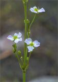 Image of taxon representative. Author is Мария Новикова