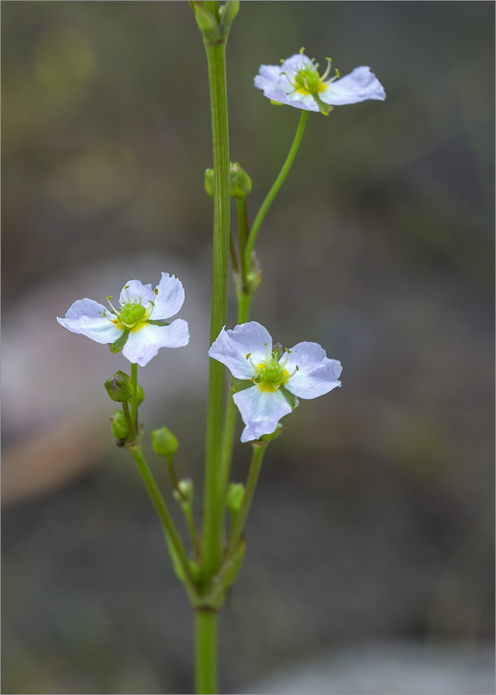 Image of Alisma plantago-aquatica specimen.