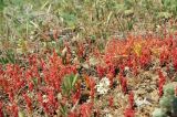 Sedum cespitosum
