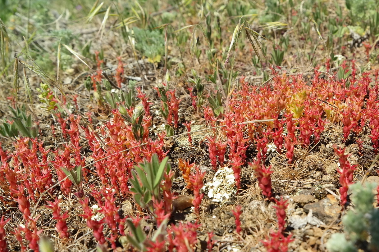 Image of Sedum cespitosum specimen.