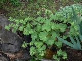Alchemilla monticola. Зацветающее растение. Хабаровский край, Хабаровский р-н, 17 км Владивостокского шоссе, дача, в культуре. 02.06.2015.