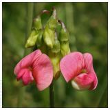 Lathyrus sylvestris