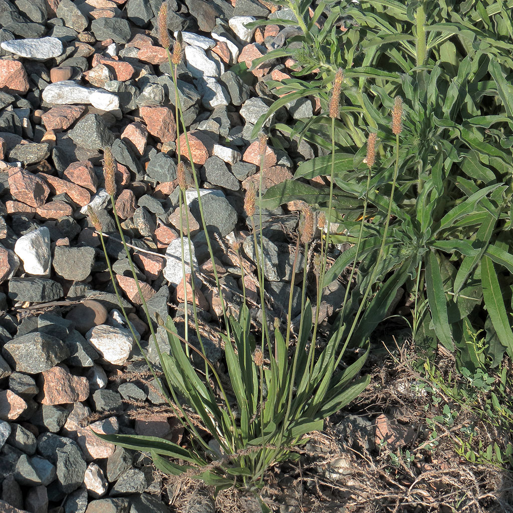 Image of Plantago lanceolata specimen.