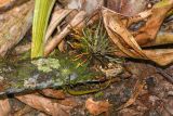 genus Tillandsia