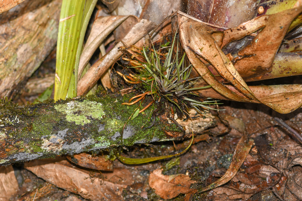 Image of genus Tillandsia specimen.