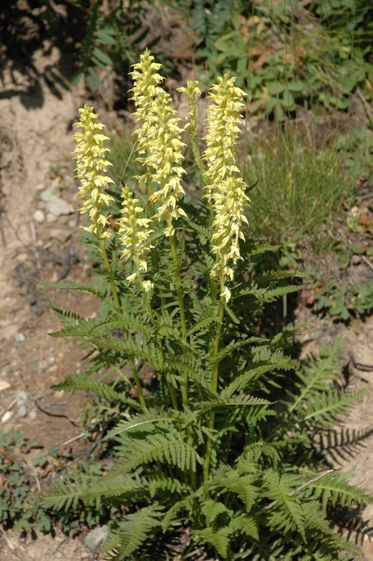 Изображение особи Pedicularis proboscidea.