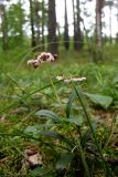 Chimaphila umbellata