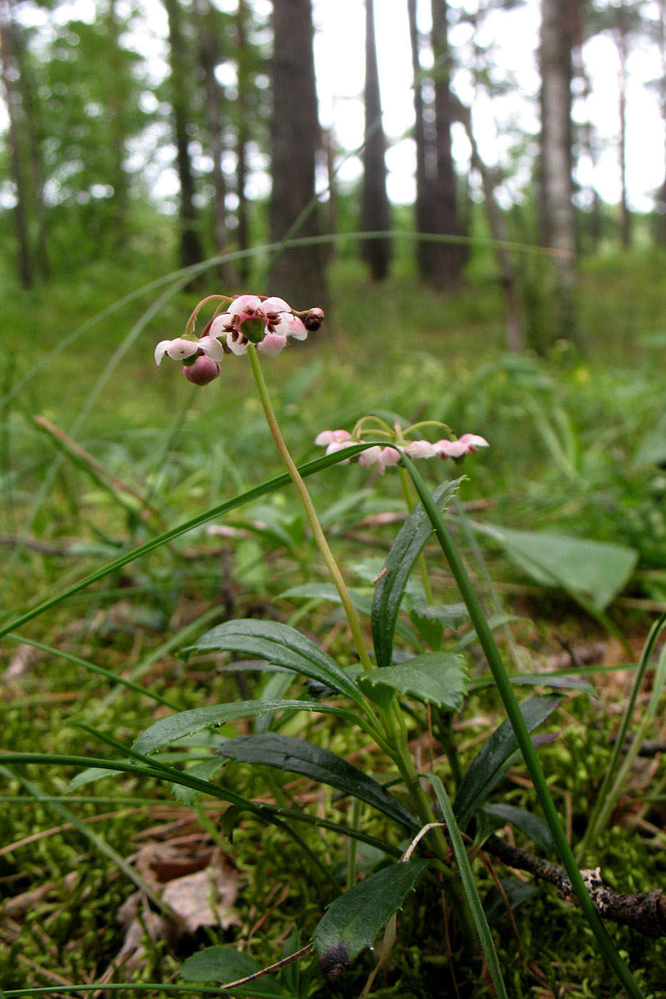 Image of Chimaphila umbellata specimen.