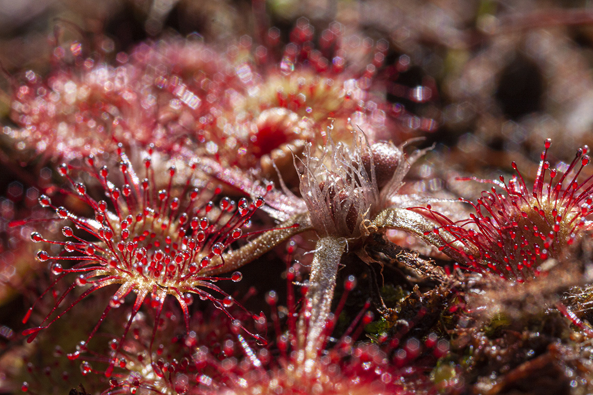 Изображение особи Drosera rotundifolia.