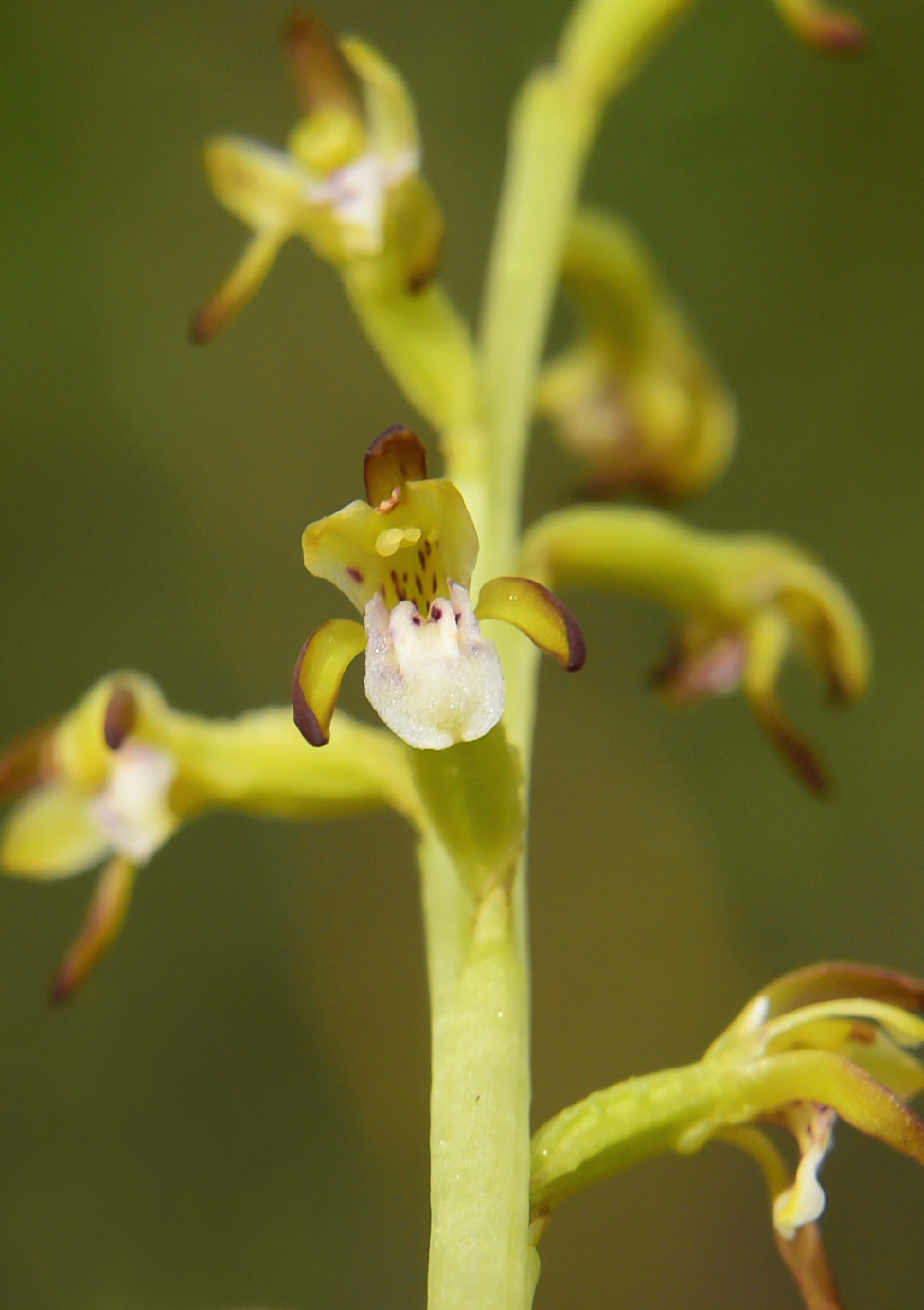 Изображение особи Corallorhiza trifida.