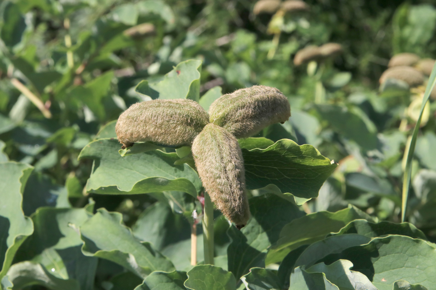 Image of Paeonia daurica specimen.