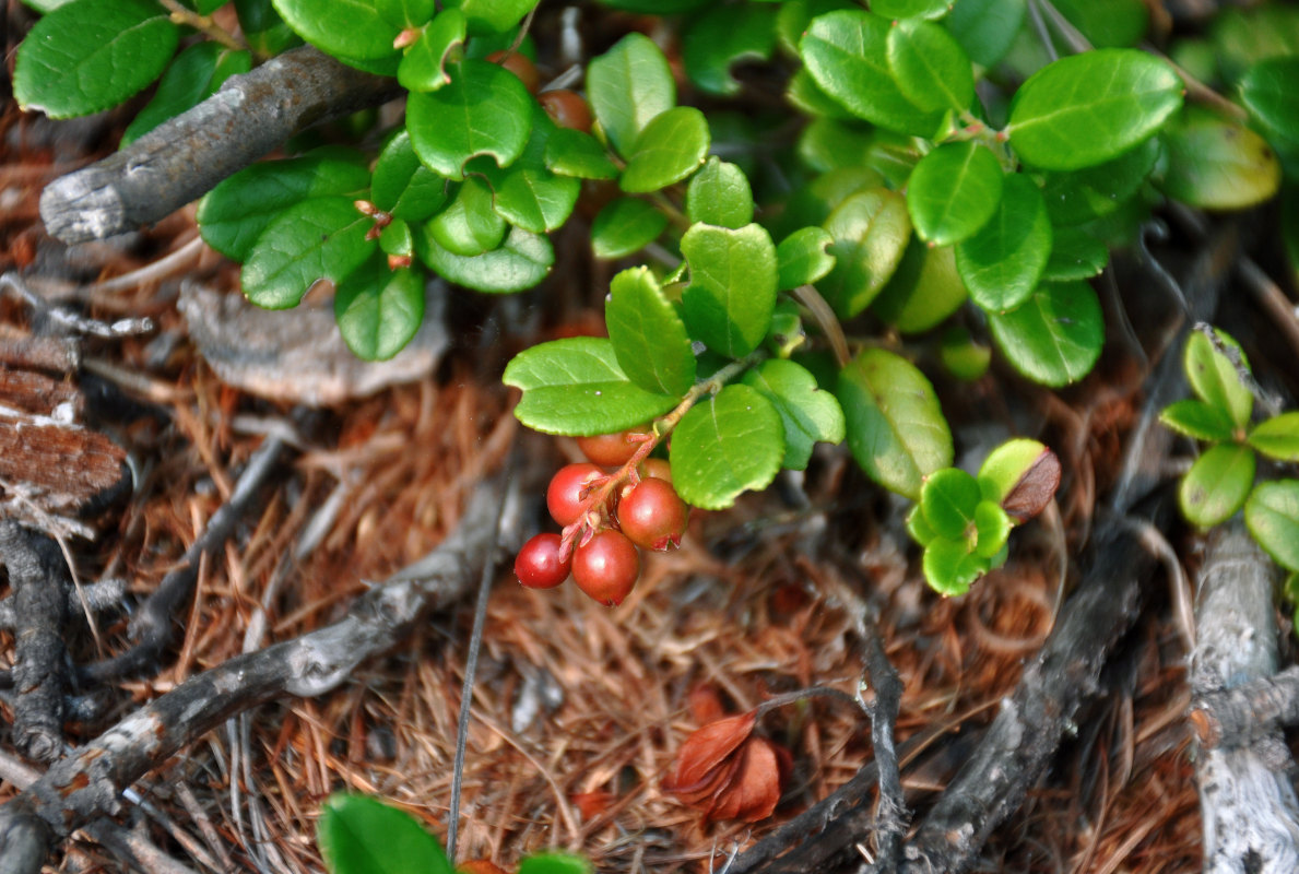 Image of Vaccinium vitis-idaea specimen.