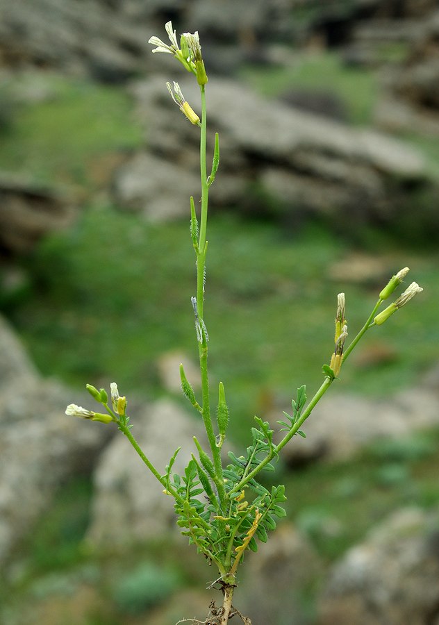 Image of Chorispora iberica specimen.