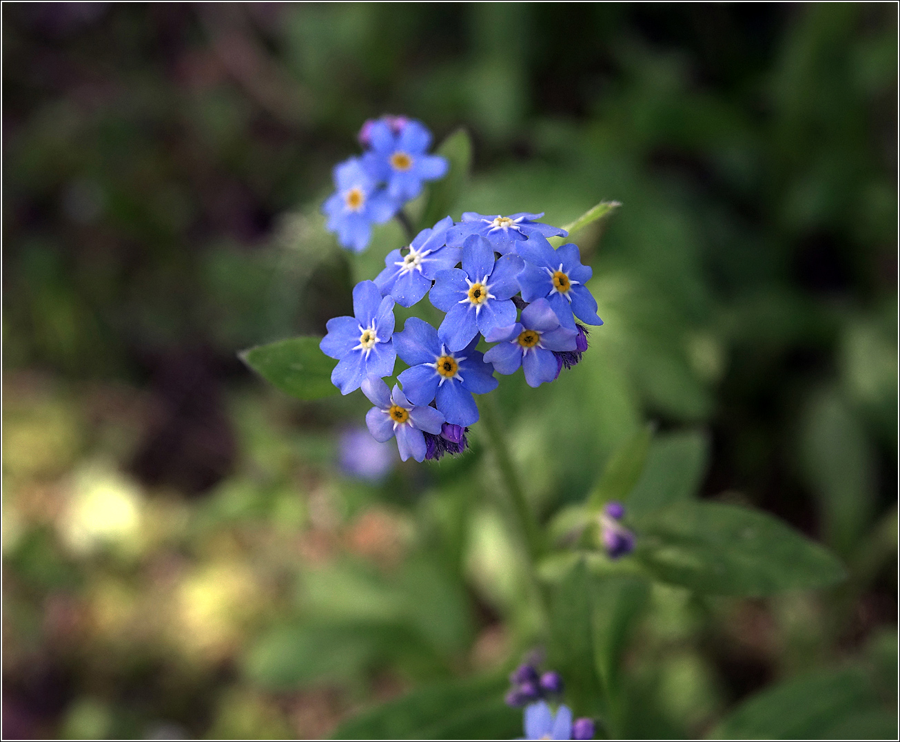 Image of Myosotis sylvatica specimen.