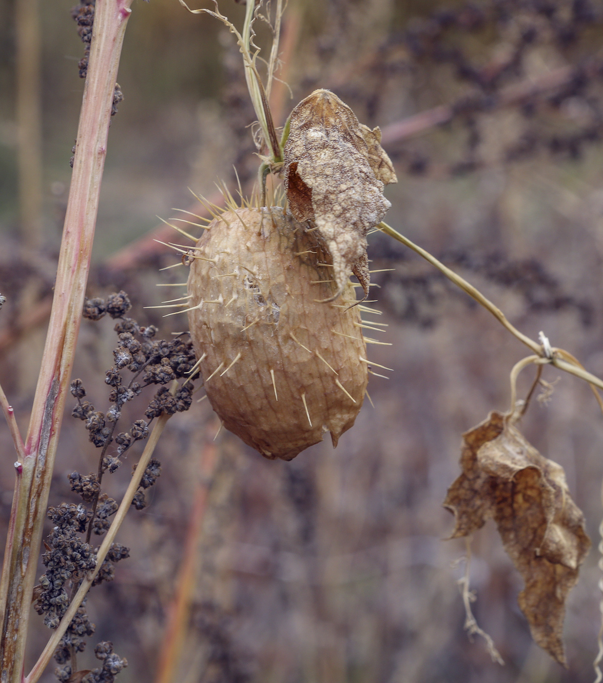 Изображение особи Echinocystis lobata.