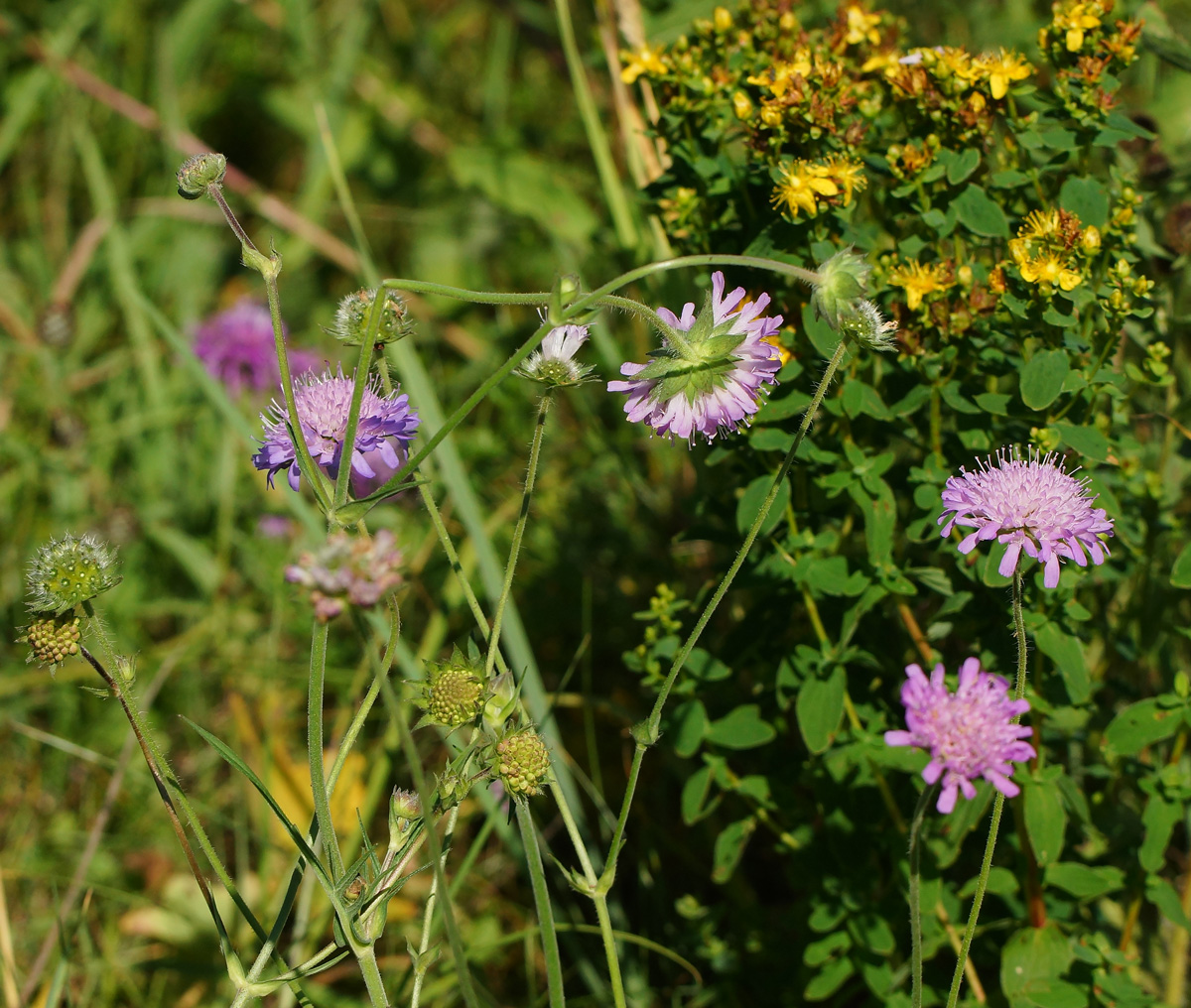 Image of Knautia arvensis specimen.