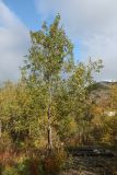 Salix caprea