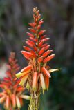 Aloe lutescens