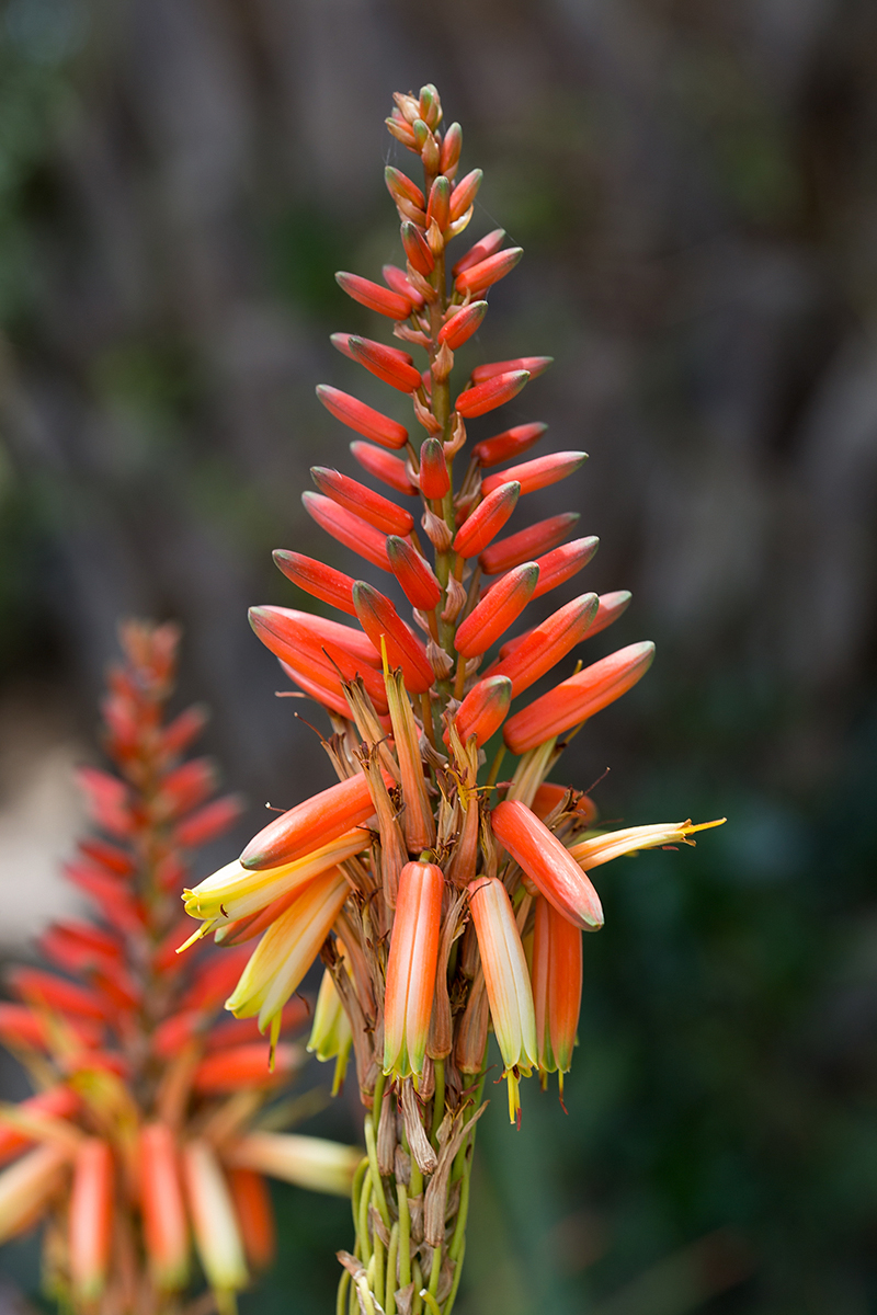 Изображение особи Aloe lutescens.