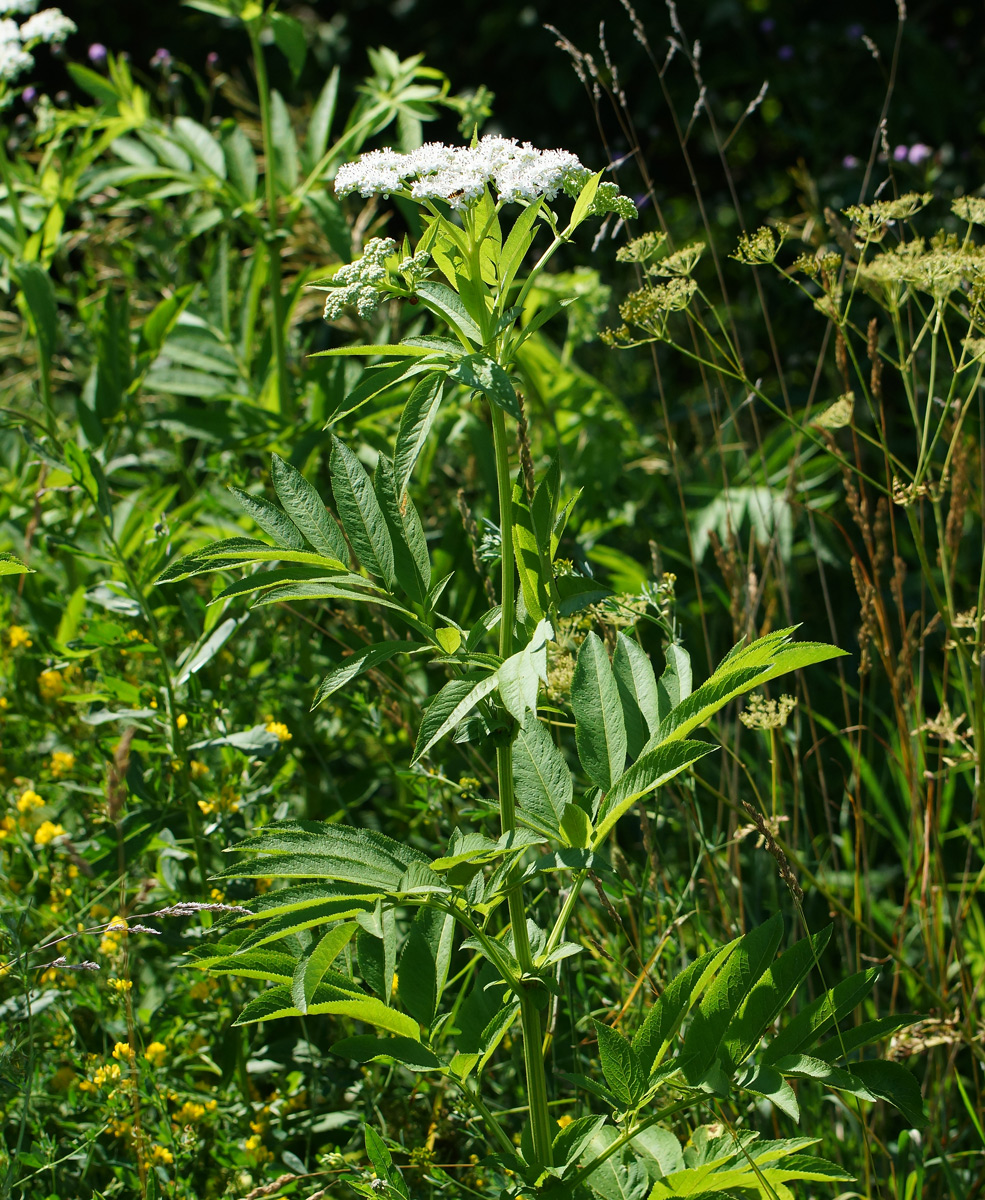 Изображение особи Sambucus ebulus.