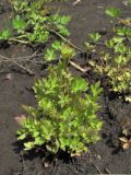 Ranunculus repens