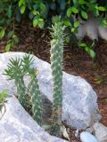 Austrocylindropuntia subulata