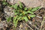 Polemonium caucasicum