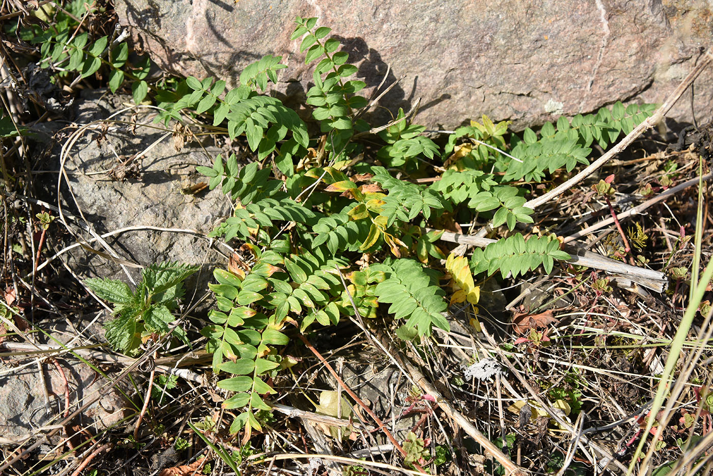 Image of Polemonium caucasicum specimen.