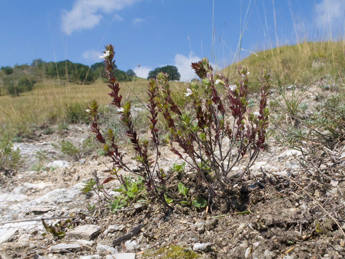 Image of Euphrasia pectinata specimen.