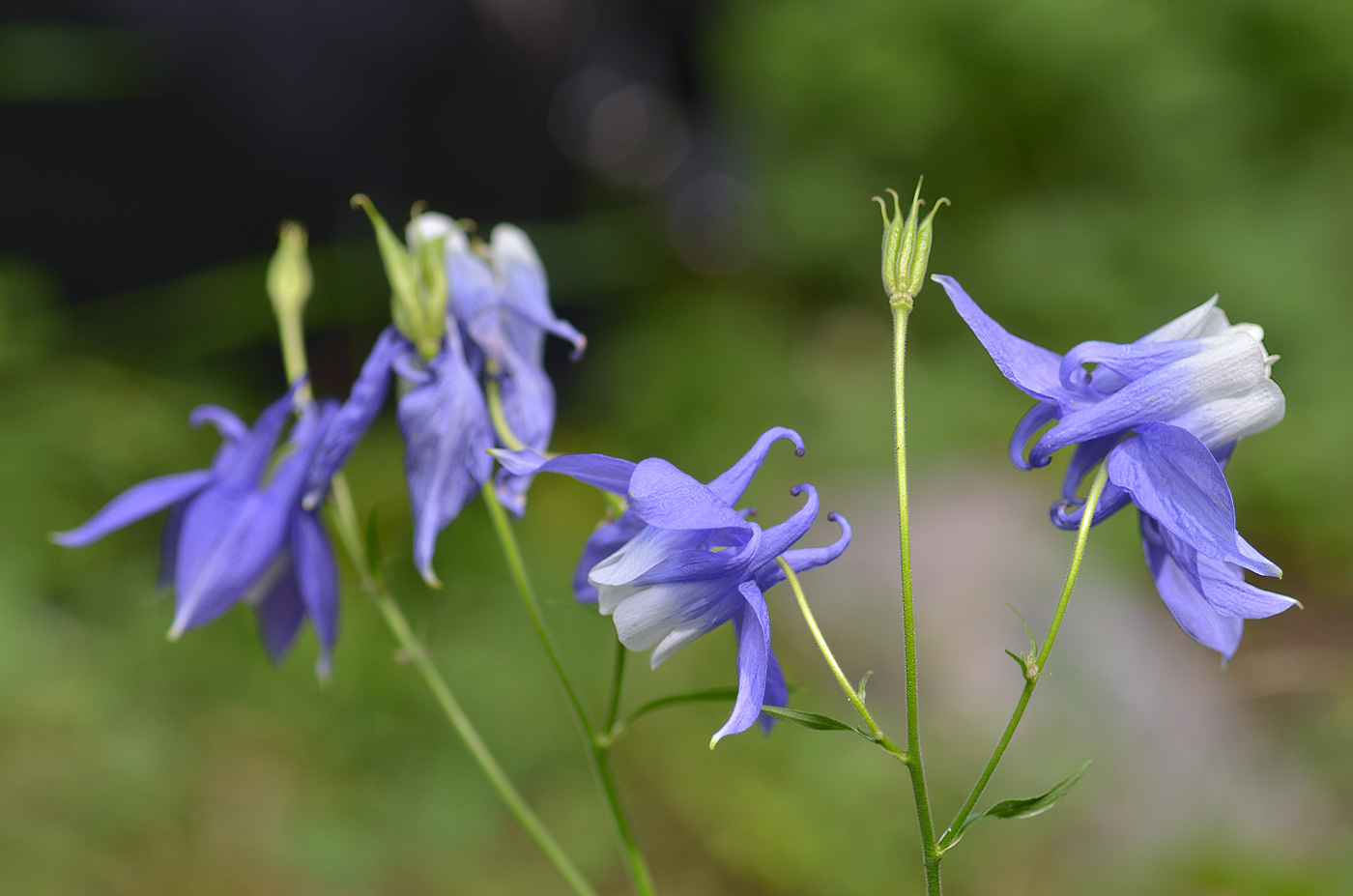 Изображение особи Aquilegia olympica.