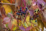 Parthenocissus quinquefolia