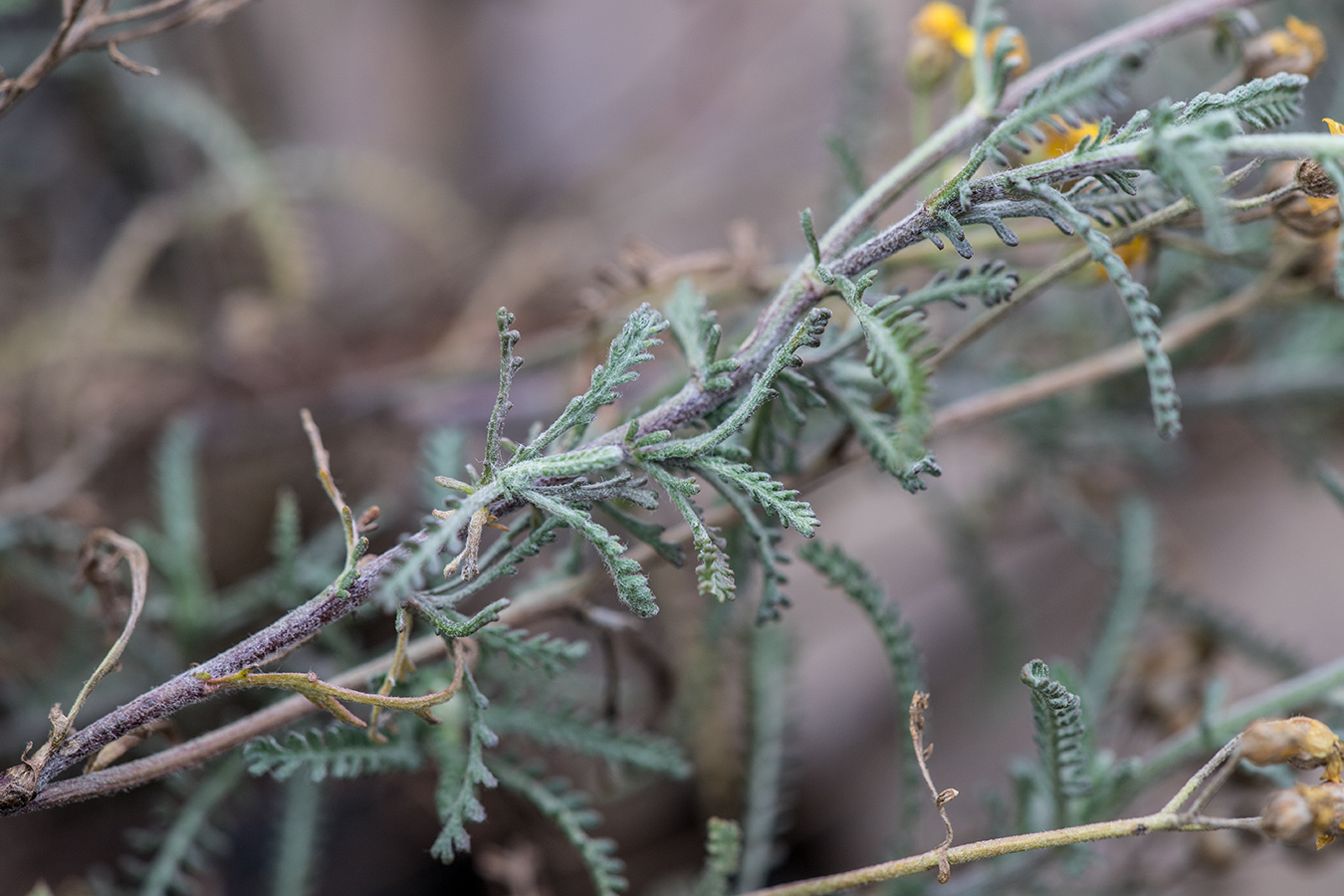 Image of Achillea leptophylla specimen.