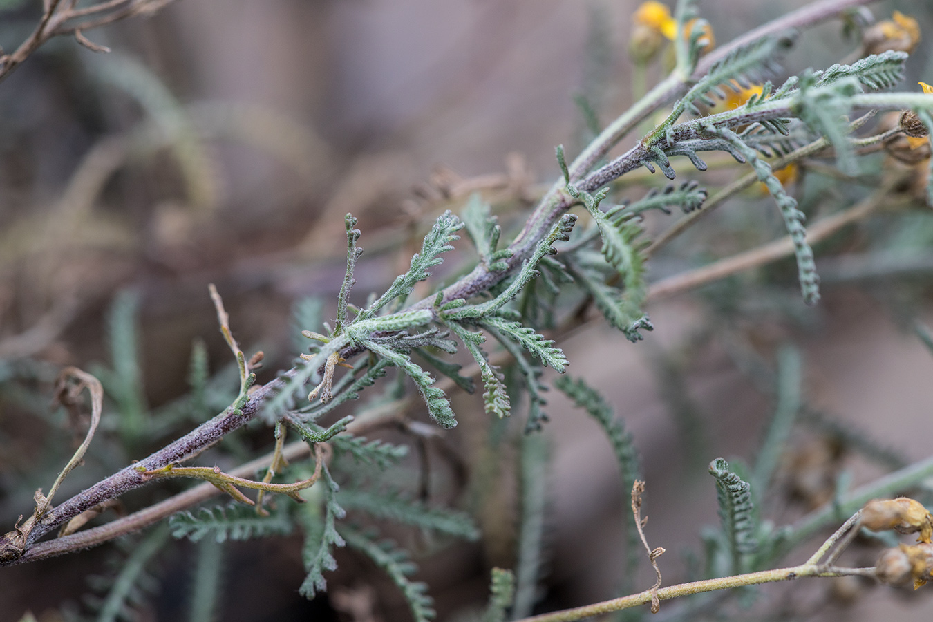 Изображение особи Achillea leptophylla.