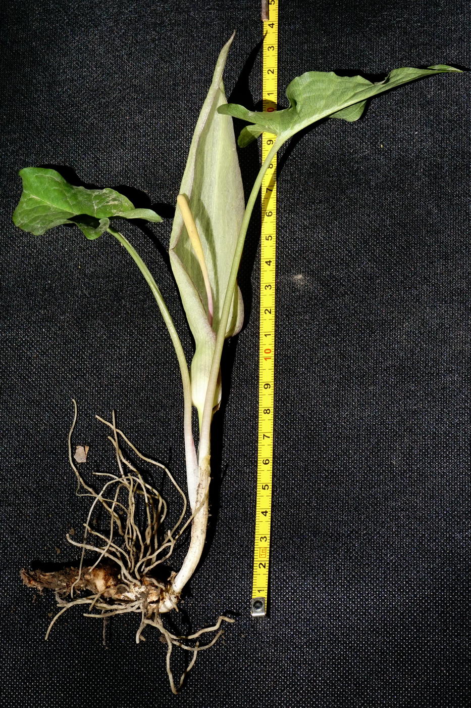 Image of Arum amoenum specimen.