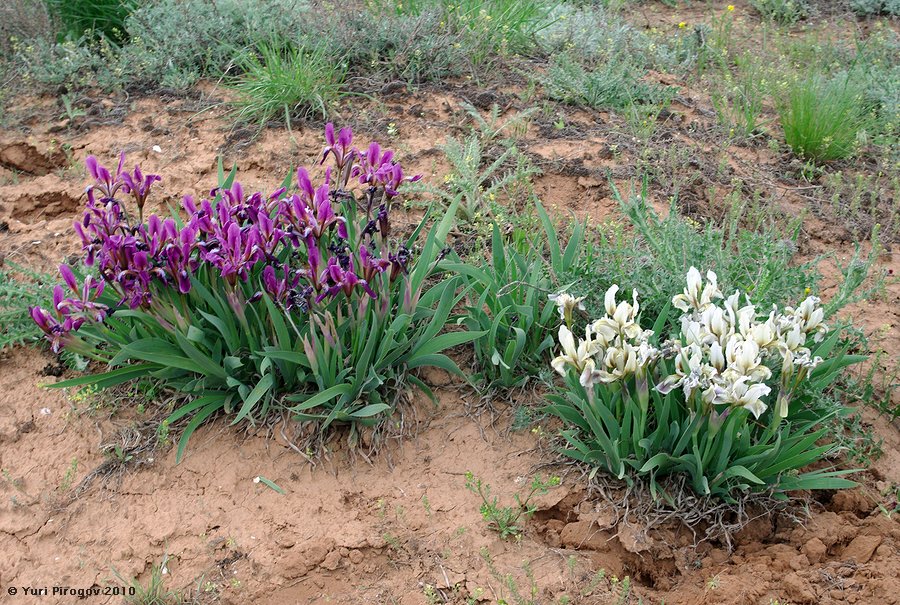 Image of Iris scariosa specimen.