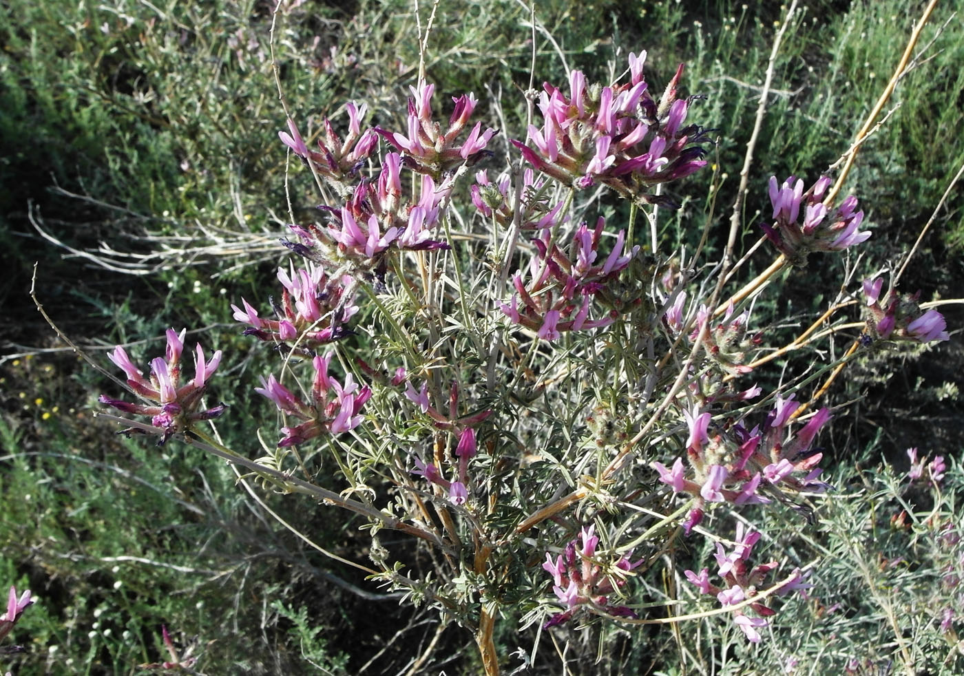 Изображение особи Astragalus arbuscula.