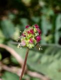 Poterium sanguisorba. Соцветие на верхушке побега. Израиль, горы Самарии, западная часть, поселение Альпей Менаше, обочина дороги на каменистом склоне. 14.04.2022.