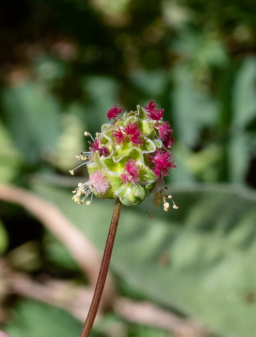 Изображение особи Poterium sanguisorba.