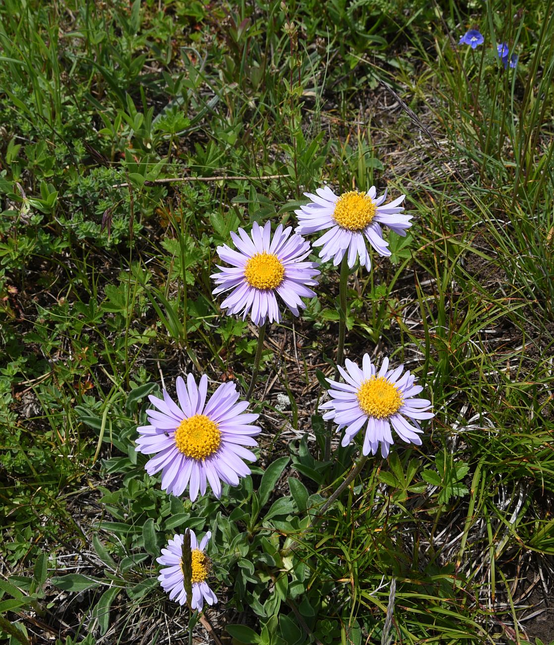 Изображение особи Aster alpinus.