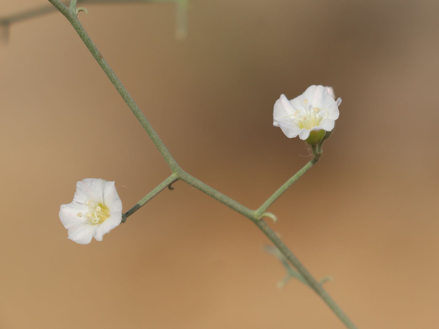 Изображение особи Convolvulus erinaceus.