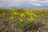 Haplophyllum dauricum. Цветущее растение. Забайкальский край, Даурский заповедник, Торейские озёра, злаково-разнотравная сухая степь. 25.06.2022.